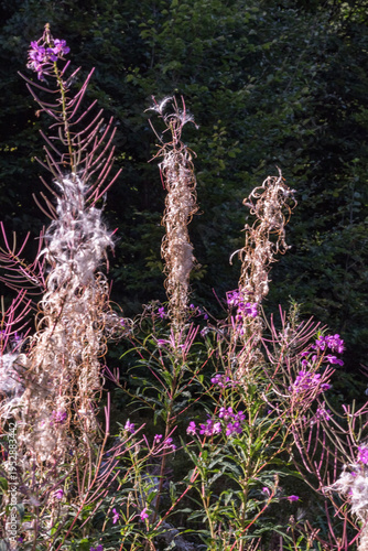Fireweed Flower with Fluffy Seeds Close-Up ? Carpathians