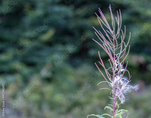 Fireweed Flower with Fluffy Seeds Close-Up ? Carpathians