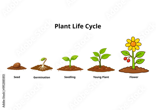 Simple Plant Life Cycle Diagram for Kids Learning Education Infographic
