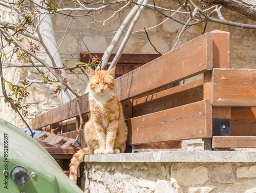 Ginger Cat Resting on Fence in Lofou Village, Cyprus