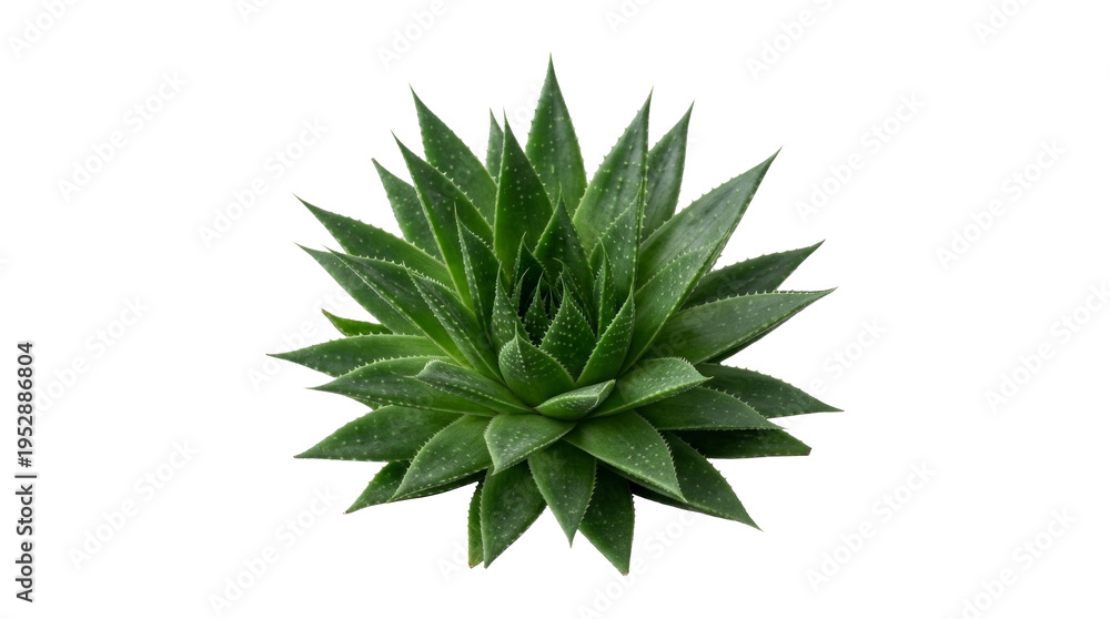 Fototapeta premium Green succulent plant growing isolated on white background
