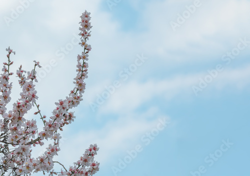 Blooming almond tree branch with delicate pink flowers against a soft blue sky with light clouds. Spring nature background with copy space
