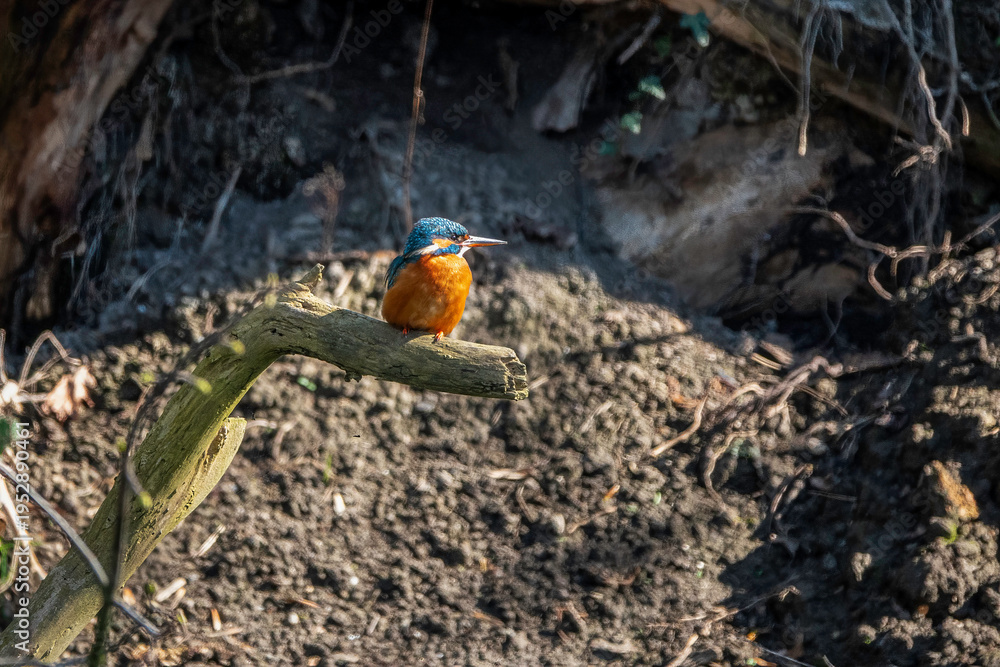 Obraz premium Vibrant Common Kingfisher Perched on Mossy Branch Over Riverbank in Sunlit Woodland