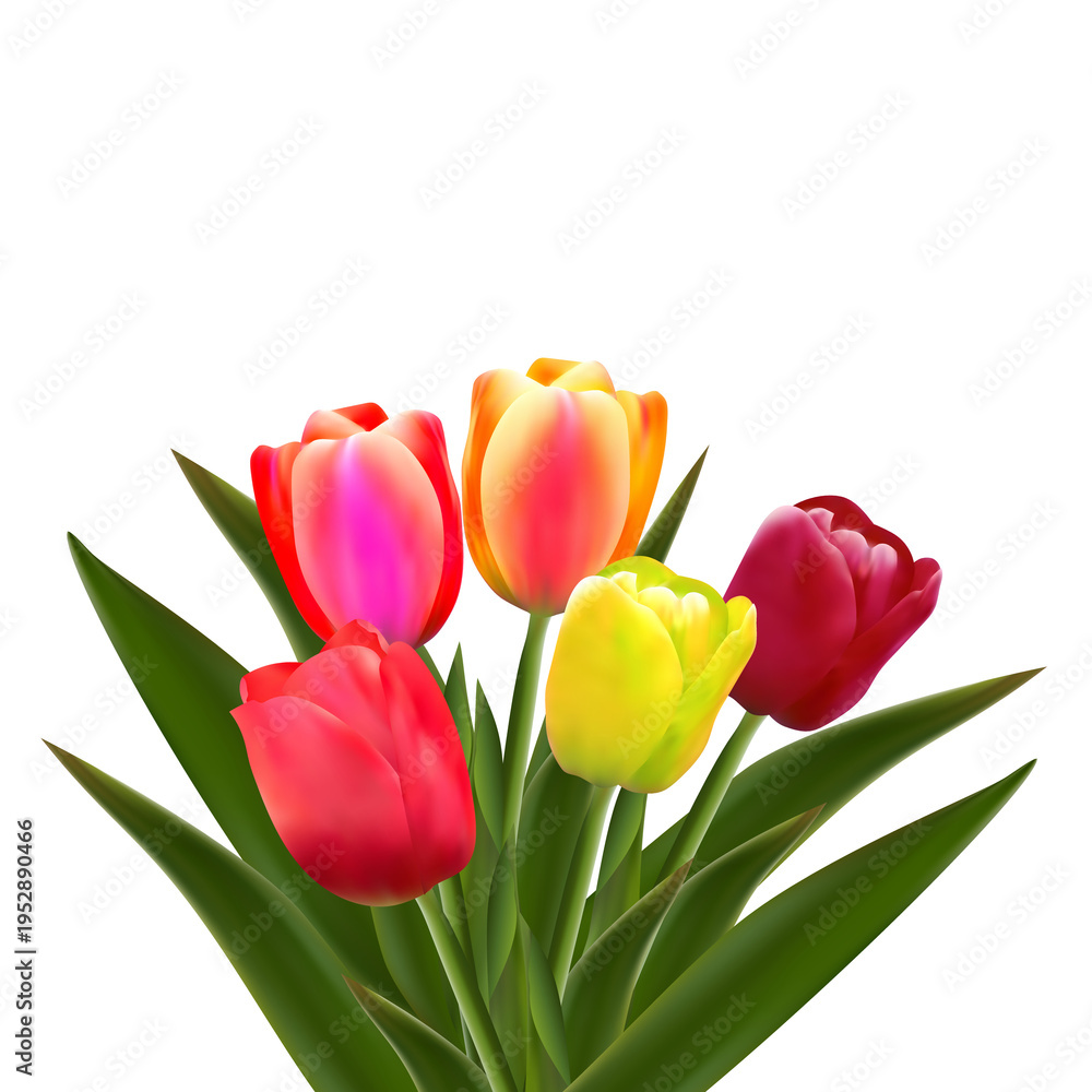 Fototapeta premium Spring tulip flower.
