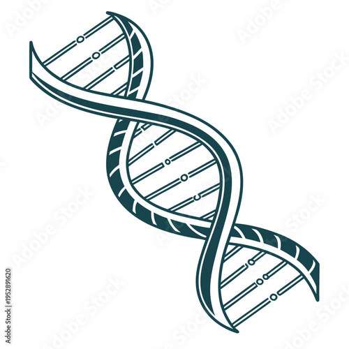 Dna double helix structure white background biology genetics