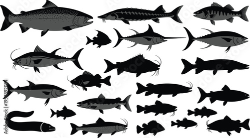 A collection of various fish silhouettes including trout salmon tuna and catfish in grey and black isolated on white background