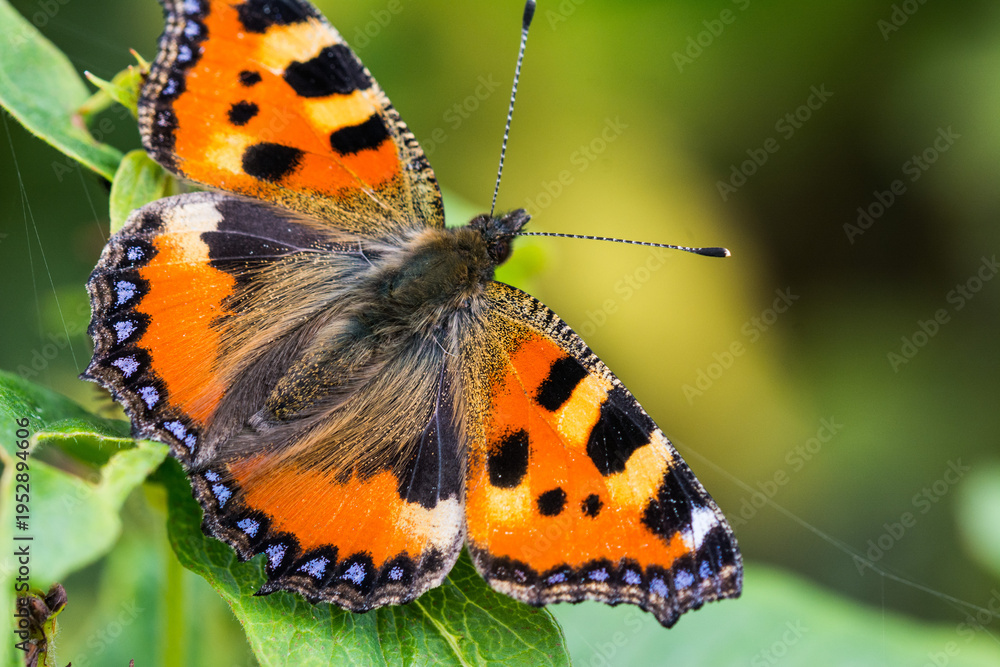 Naklejka premium Orange Butterfly