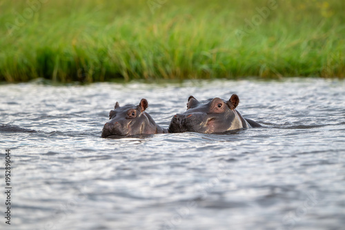 Adult common hippopotamus and calf submerged in Chobe River