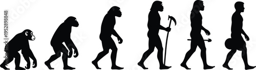 Human evolution silhouettes progression from ape to modern man with tools, illustrating anthropology concept, prehistoric development, survival, and growth of civilization in minimal black style