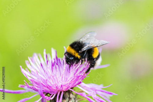 Blumenwiese im Frühling