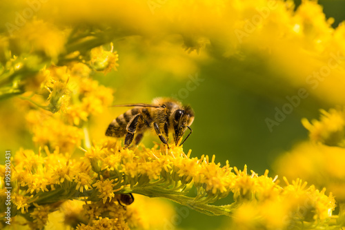 Blumenwiese im Frühling