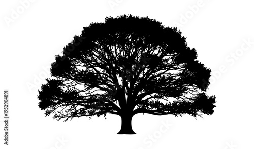 Foto Detailed Oak Tree Silhouette Vector – Intricate Branching Black Tree Isolated on
