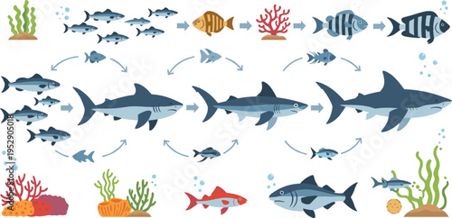 Shark life cycle vector illustration with growth stages marine ecosystem fish and ocean food chain educational diagram set