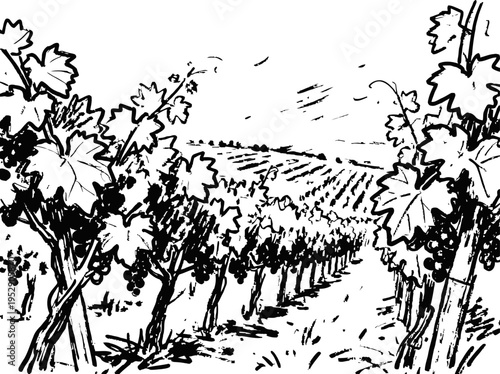 Vineyard landscape with grapevines rows and leafy vines in rural agricultural field scene