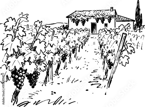 Grape vineyard with bunches of grapes growing near rustic house surrounded by rows of vines