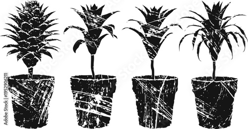 Pineapple plants in pots, hand drawn black ink illustration for botanical and tropical themes