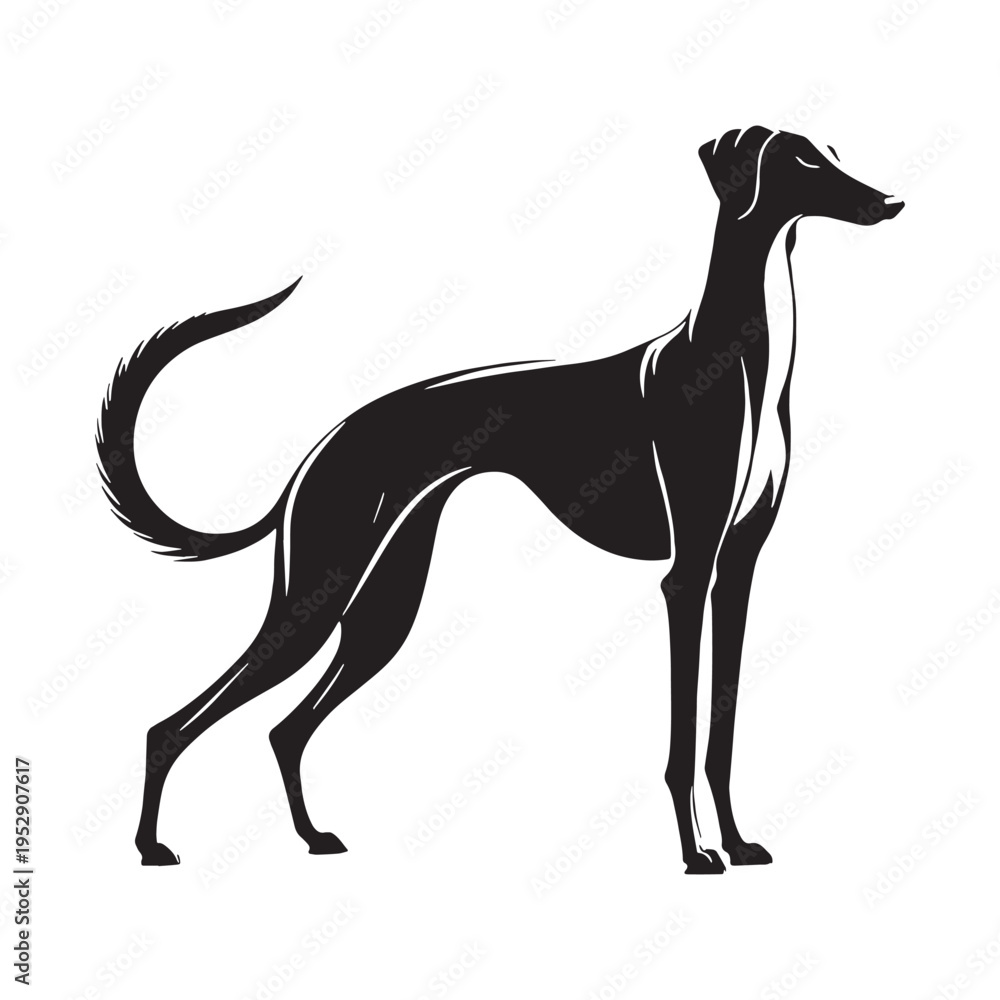 Obraz premium Elegant Saluki Dog Breed Portrait, Ancient Royal Hound, Slim Fast Sighthound, Graceful Arabian Desert Hunter, Loyal Companion, Long Legs, Smooth Coat, Noble Expression, Classic Canine Beauty.