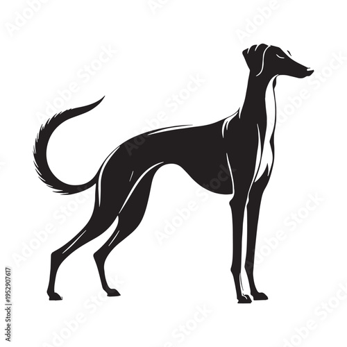 Elegant Saluki Dog Breed Portrait, Ancient Royal Hound, Slim Fast Sighthound, Graceful Arabian Desert Hunter, Loyal Companion, Long Legs, Smooth Coat, Noble Expression, Classic Canine Beauty.