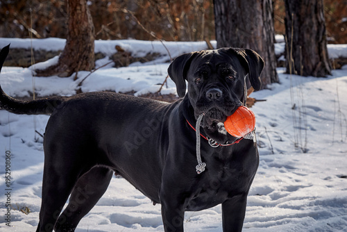 Tableau sur toile Powerful Cane Corso dog walking through a snowy winter forest