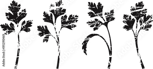 black silhouette set of parsley herb leaves isolated on white background botanical illustration with natural shapes and details