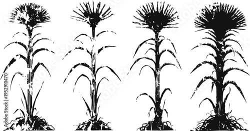 four stages of maize growth corn plant development and maturation process illustration in black and white