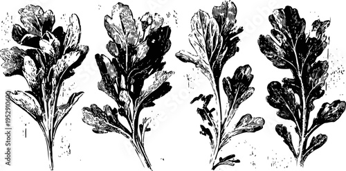Four vintage hand drawn arugula leaves illustrations isolated on white background