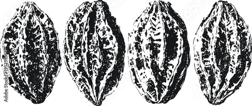 Cacao pods illustration in black and white natural food, organic fruit, raw chocolate ingredient