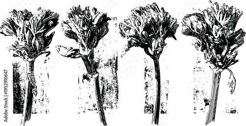 Four artistic hand drawn broccoli illustrations with detailed leaves and stems in black and white