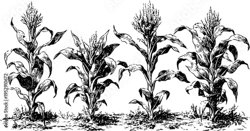 Four mature corn plants in a row with detailed leaves and tassels, agricultural crop illustration