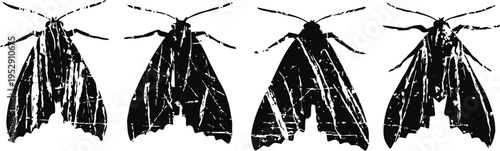 Four black moth silhouettes isolated on white background with detailed wings and antennae