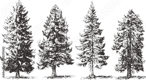 hand drawn vintage pine trees set four detailed coniferous evergreen tree illustrations in black and white