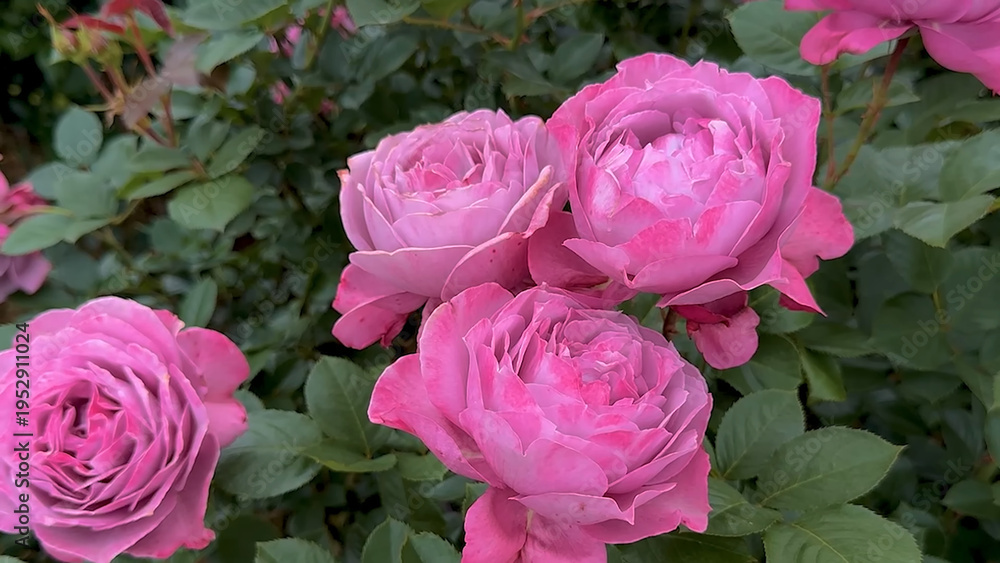 Fototapeta premium Photo of beautiful pink rose flowers in nature in sunny botanical garden. Buds of flowering plants.