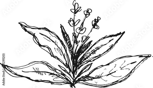 Hand drawn botanical illustration of flowering plant with elongated leaves and small blossoms