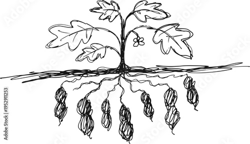 Peanut plant botanical sketch showing leaves, flowers above ground and pods with roots underground