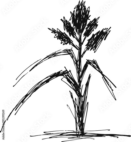 sorghum plant sketch with leaves and grain head hand drawn cereal crop illustration in black ink