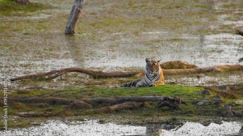 Tiger T-120 cooling off in Malik Lake, Ranthambhore Tiger Reserve, India 
