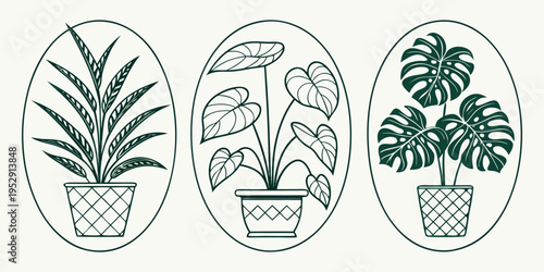 Three distinct illustrations of potted plants with unique leaf patterns and growth habits