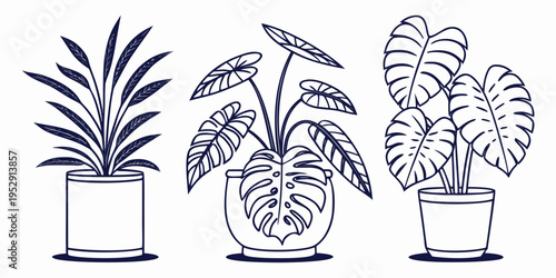 Three potted plants with different leaf shapes and patterns.