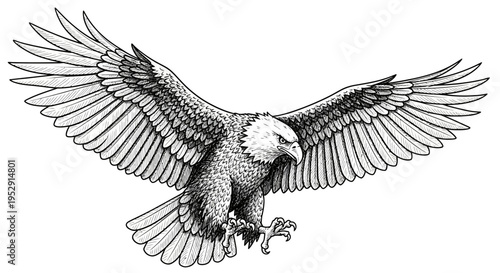 Hand Drawn Bald Eagle Soaring Illustration