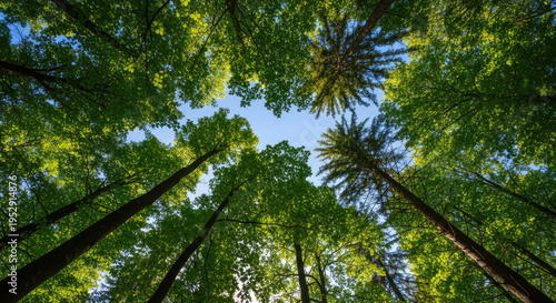 Tall trees with green leaves forest.