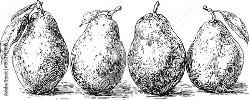 Four vintage hand drawn pears with leaves botanical sketch of various ripe fruit illustrations