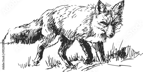 wild fox walking through grass, detailed black and white animal sketch in natural habitat