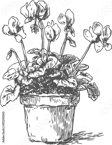 potted flowering plant with detailed leaves and blossoms in rustic