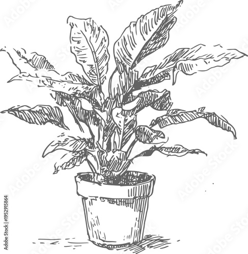 Hand drawn sketch of a large tropical potted plant with broad leaves in a terracotta pot