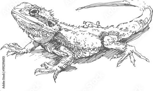 lizard detailed ink illustration reptile drawing with textured scales and claws wildlife sketch art