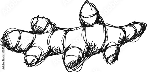 Ginger root illustration hand drawn sketch of fresh ginger rhizome with detailed lines and shading