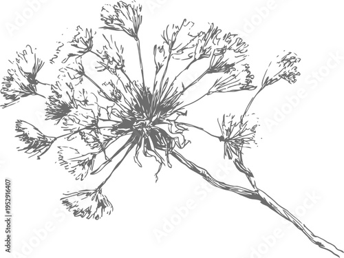 dried wildflower branch monochrome ink sketch isolated on white background