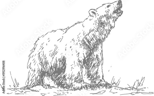 Bear sitting and roaring in the wild sketch of powerful grizzly animal in nature habitat, wildlife illustration