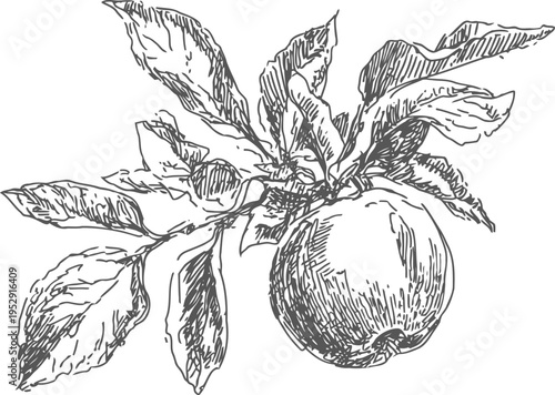 Detailed vintage apple branch illustration with leaves in black and white sketch