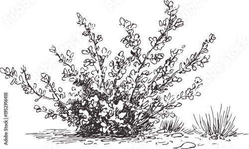 Desert shrub with small leaves and flowers in arid landscape, dry grass and stones